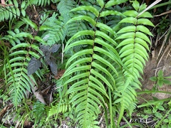 Blechnum occidentale