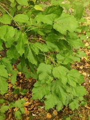 Acer tataricum