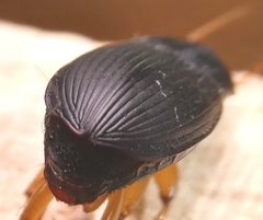 Pseudoophonus