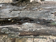 Ceratiomyxa fruticulosa