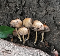 Coprinellus