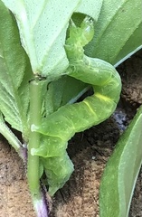 Trichoplusia ni