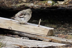 Plectrophenax nivalis