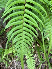 Blechnum occidentale