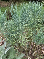 Euphorbia cyparissias