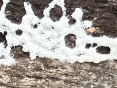 Ceratiomyxa fruticulosa