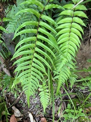 Blechnum occidentale