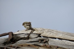 Plectrophenax nivalis