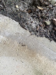 Pseudomyrmex gracilis