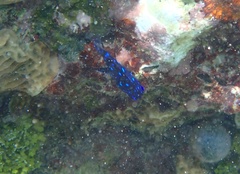 Microspathodon chrysurus