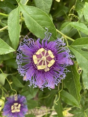 Passiflora incarnata × cincinnata