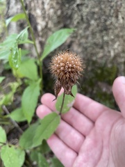 Monarda bradburiana