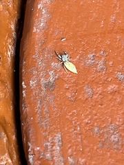 Hentzia mitrata
