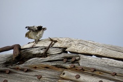 Plectrophenax nivalis