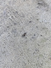 Pseudomyrmex gracilis