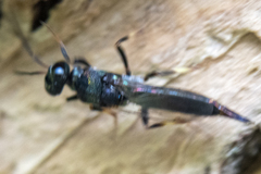 Balcha indica