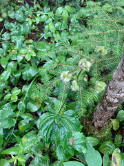 Sanicula marilandica