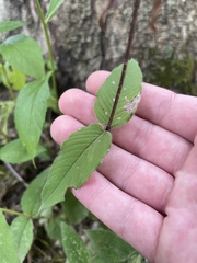 Monarda bradburiana