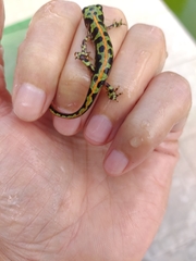 Triturus marmoratus