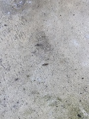 Pseudomyrmex gracilis