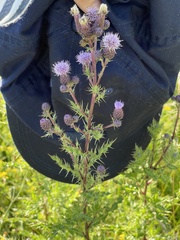 Cirsium arvense arvense