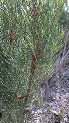Allocasuarina humilis