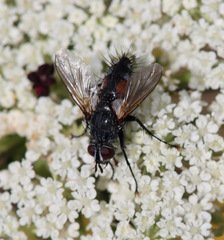 Eriothrix apenninus