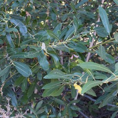 Salix lasiolepis