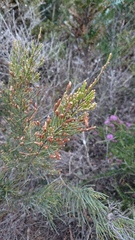 Allocasuarina humilis