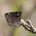 Columbine Duskywing - Photo (c) David Kaposi, some rights reserved (CC BY-NC)