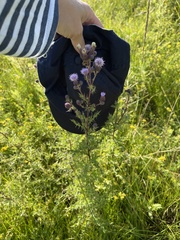 Cirsium arvense arvense