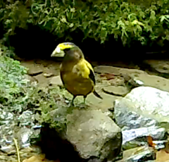 Coccothraustes vespertinus