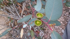 Eucalyptus preissiana
