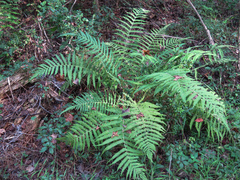 Pelazoneuron kunthii