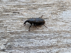 Sphenophorus venatus