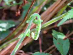 Pelazoneuron kunthii