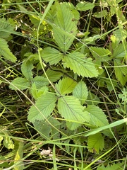 Fragaria moschata
