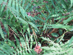 Pelazoneuron kunthii