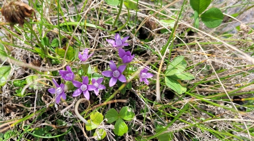 Image of Gentianella auriculata by (c) Pavel Smirnov, some rights reserved (CC BY)