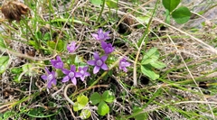 Gentianella auriculata