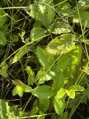 Fragaria moschata