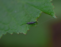 Heterotoma planicornis