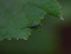 Heterotoma planicornis