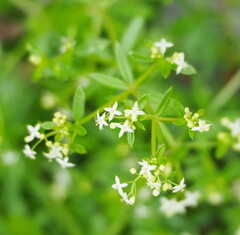 Galium album