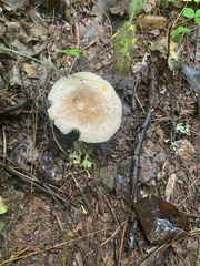 Russula compacta