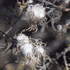 Rhopalomyia floccosa