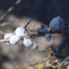 Rhopalomyia floccosa