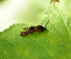 Pennisetia marginatum