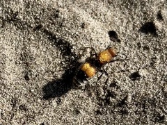 Dasymutilla bioculata