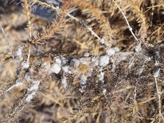 Rhopalomyia floccosa